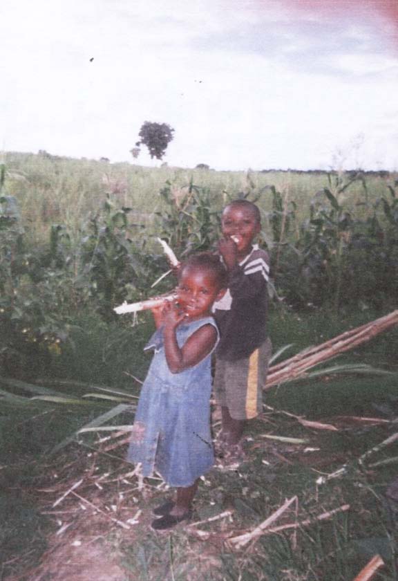 1991) and Hampwaye et al., (2007) on seasonal farming in Lusaka Zambia, Page (2002) on seasonal farming in Cameroon and other study by Buechler et al., (2002) on livelihood and wastewater irrigation agriculture in Hyderabad city, Andhra Pradesh, India.