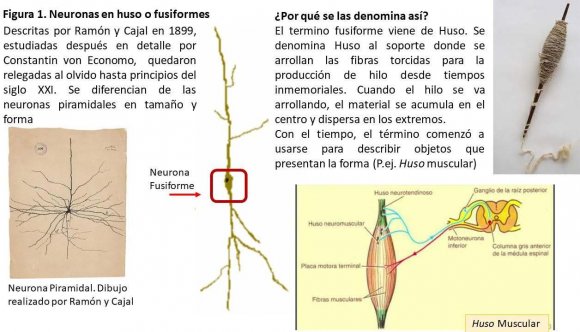 de Cajal realizada hace más de un siglo. (Ohtaka-Maruyama et al, 2018; Salvetti 2018b) Volume XIX Issue VI Version I 21 ( H )