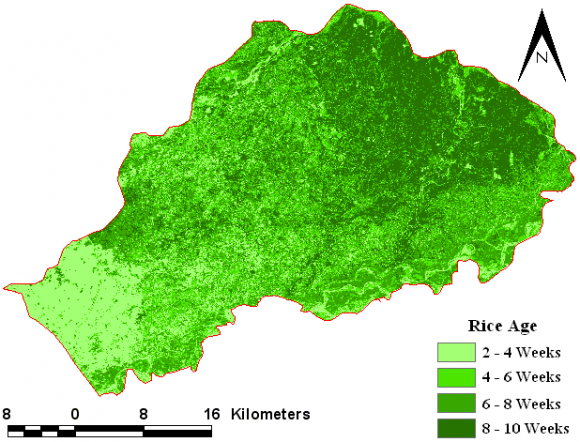 Figure 9 shows paddy/rice fields distribution map of Narowal from the analysis of Landsat ETM+ image using the following Rice Growth Vegetation Index (RGVI) model. In Narowal, especially in early transplanting periods, water environment plays an important role in rice spectral (Nuarsa et al., 2011; Nuarsa et al., 2012). The blue band of Landsat ETM+ has good sensitivity to the existence of water; therefore, the development of RGVI used the B1, B3, B4, and B5 of Landsat ETM+ with the following equation (Nuarsa et al., 2011):