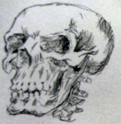 Figure 3 : Human skull