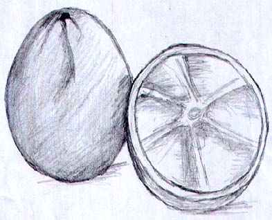 Figure 9 : Mass shading of coconuts in pencil d) Key difficulties identified 1) Details on the subjects and objects could not be registered and the proportions shown in the drawn images are poor and inaccurate. 2) These are very simple drawings that show little improvement over the Years 1, 2 and 3 works. 3) The students have not explored and mastered the different drawing tools, materials, drawing and shading techniques. The students mostly worked in only one medium (pencil) and surface (cartridge papers).Overall, observation of the students' drawing revealed little improvement between Years 2 to 4. All the works were rendered realistically, which made it easier to compare the four sets of drawings. Fundamental drawing problems identified in the students' drawings suggest insufficient skills development by the students to attain the right foundation needed for good drawing in Year 4. They need copious exercises in still life, anatomical and landscape drawing to hone their skills from Year 2 for the advanced level drawing required for book illustration. This is not to say that all the students experienced difficulties; ..... those who had prior learning of drawing tackled their drawing tasks with ease at the various levels and seemed to know what to do at each stage. Nonetheless, the drawing lecturers must look out for students who have peculiar difficulties and deal with them on individual basis or adopt peer -tutoring techniques where the ' well able' drawing students can be assigned to help the 'less able' students to resolve those problems.Pencil and pen were the commonly used tools by the students for drawing on white cartridge paper which limited acquisition of knowledge about the variety of drawing tools, materials and supports that are available for the teaching and learning of drawing. They were not given opportunity to test other drawing tools to enable them determine the distinct marks and characteristics (such as quality, range of marks and tones) of the different tools and how they affect the quality of drawings they produce. The students seemed