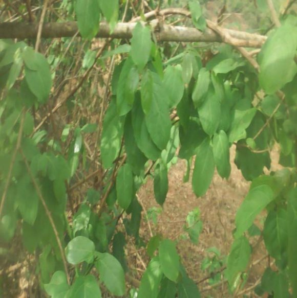 Fig 4: Indigenous veterinary medicinal plant and its mode of Preparation