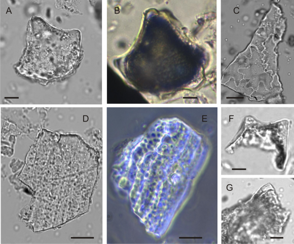Journals Inc. (US) Mortuary Rituals and Perimortem Interventions. Complex Burials at the Pozo De La Chola Site, Foothill Region in Jujuy, Northwestern Argentina (2000-1500 BP)