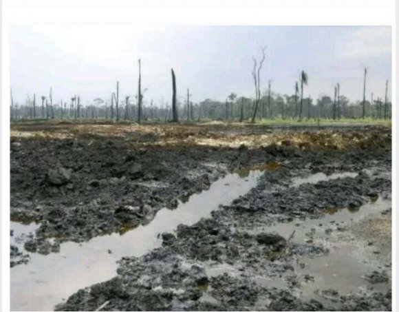 Figure 2.2: Impact of Oil Spill on a Farm Land in Atabrikang Community in Ibeno Local Government Area, Akwa Ibom State.