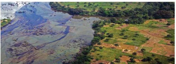 Figure 2.3: Impact of Oil Spillage on Aquatic Animals in Udum Unenne Fishing Community in Eastern Obolo Local Government Area, Akwa Ibom State.