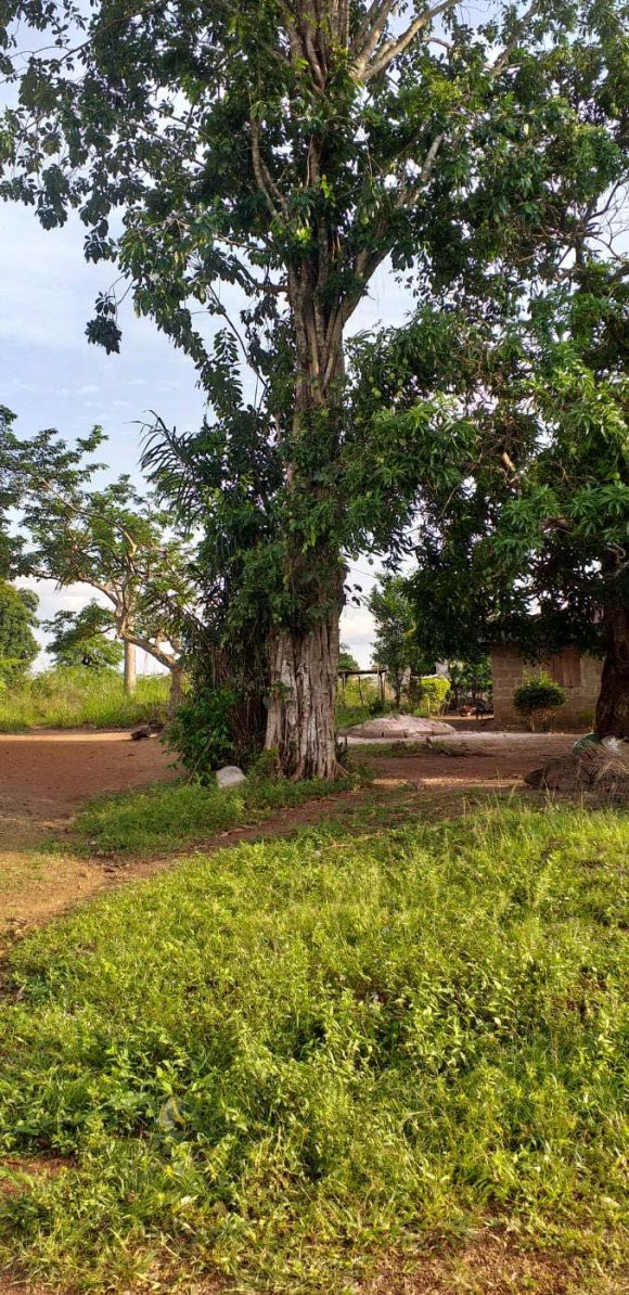 The Bolten "Buffalo hunt" lampooned, February 9, 1947. Image courtesy The Denver Post and the Denver Public Library