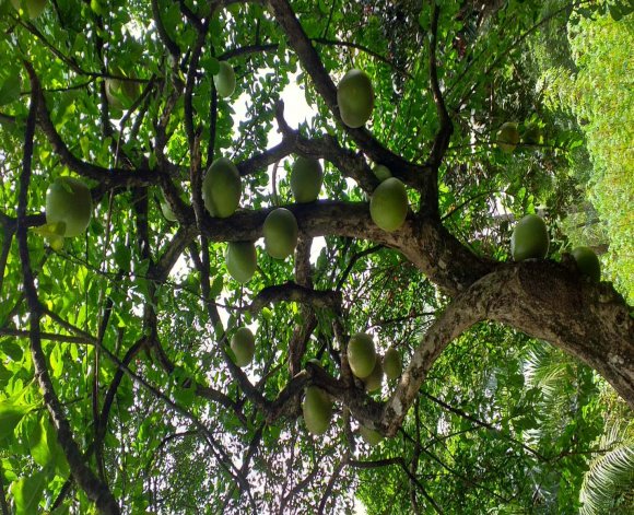 Though successful in business, Mosher met with challenges not long after moving to Rawlins. Estella took what the family thought would be a short trip back to Gillett in the fall of 1903. According to the Rawlins Republican (November 14, 18, 1903), she had gone to visit with her parents, only to suddenly take ill and die. Elias attempted to reach Gillett by train after receiving a telegram about her ill condition, but arrived too late. A Christian funeral took place and she was buried in the town cemetery. Eleven months later on October 3, 1904, Elias married Doris Larson, a 26-year old saleswoman of Norwegian and Swedish ancestry whose family resided in Colorado. Elias was 32 and Doris was 26. The wedding, officiated by Rev. C.W. Longren, took place in Longmont, Colorado. He and Doris had three children in the years that followed: Helen (1907-1987), Sarah (1912-2003); and Frances (1914-1984).