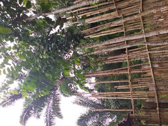 Figure 2: Ogbu Tree Planted In The Middle of Compound as Symbol of Long Life and Unity