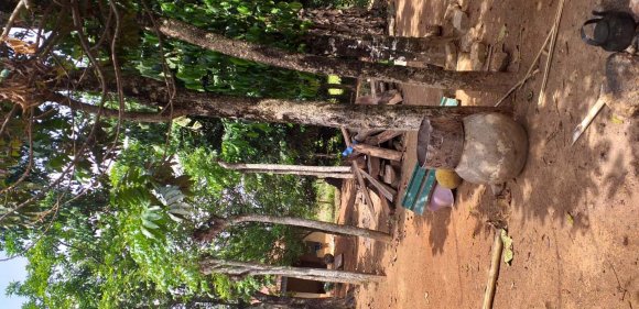 Figure 3: Calabash Tree