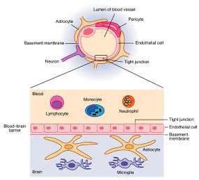 in children belonging to traffic density area of Moradabad, district of U.P. (India). b) PAH Exposure and developmental delay Another prospective cohort study was done by Perera et al. and evaluated the role of prenatal exposure to urban pollutants in the pathogenesis of neurobehavioural disorders (Perera, Rauh et al. 2006). The urban pollutants included polycyclic aromatic hydrocarbons (PAHs), environmental tobacco smoke (ETS) and pesticides. The woman who participated in this cohort were Dominican or African-American, nonsmokers, free of diabetes, hypertension and known HIV; did not use drugs and had resided in the area for at least one year. During the third trimester of pregnancy, personal PAH exposure was monitored for 2 consecutive days and measures of child behaviour and Chronic Ill Effects of Air Pollution in Children: Neurological Derailment © 2012 Global Journals Inc. (US) neurodevelopment were done with the use of the Bayley Scales of Infant Development-Revised. Infants who had been exposed to the highest concentration of PAH, scored significantly lower on the mental development index (MDI) at three years of age, compared to infants that were lower exposed. The odds of having low MDI scores were 2.89 times higher in the high exposed children, suggesting that more exposed children are potentially at risk for performance deficits. c) Black Carbon Exposure and Cognition The relation between black carbon and cognition among 202 Boston children was examined by Suglia et al. in a prospective birth cohort study(1989- 2001)  