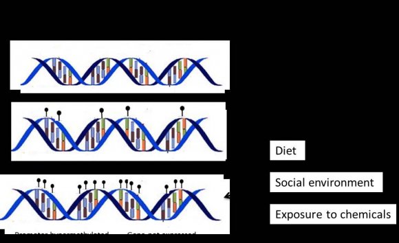 Figure 1: Different patterns of gene expression modulation according to DNA methylation levels in the gene promoter region influenced by different environmental factors. CH 3