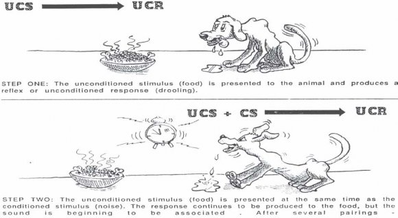 Figure 1:The Process of Operant Conditioning (as cited inSkinner, 1938, p.266)    
