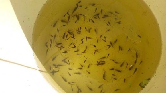 Figura 7: Alevines de dos semanas Con base en Pérez y Sáenz (2015), se estimó en 4000 el número de alevines nacidos. Sin embargo, en el mes de junio debido a que el proyecto solo pretendía medir la calidad del efluente tratado para el cultivo de la tilapia. Se realizaron varias cosechas para reducir la densidad de población, ver figura siguiente.