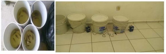 Figura 10: Captura con atarraya