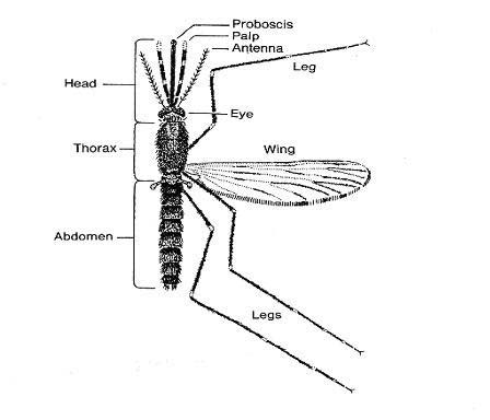 Figure 1: Types of Modality(Halliday, 1985:335)    