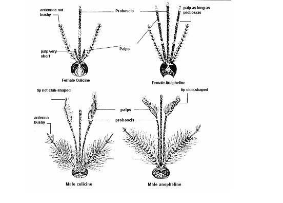 Malaria parasiteAgain worksheets were given to pupils in groups to answer and present. Write down the importance of malaria ???????????????????????????? and Worksheets to Assist JHS 1 Learners of a Basic School in Assin Atonsu Address their Refusal to Accept the Concept of Malaria Taught in School