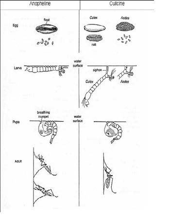 and Worksheets to Assist JHS 1 Learners of a Basic School in Assin Atonsu Address their Refusal to Accept the Concept of Malaria Taught in School the blood of that person, thereby infecting that person with malaria. DESCRIBE THE LIFE CYCLE OF A MOSQUITO. ????????????????????????????????? ????????????????????????????????? ????????????????????????????????? Week 2 day 3