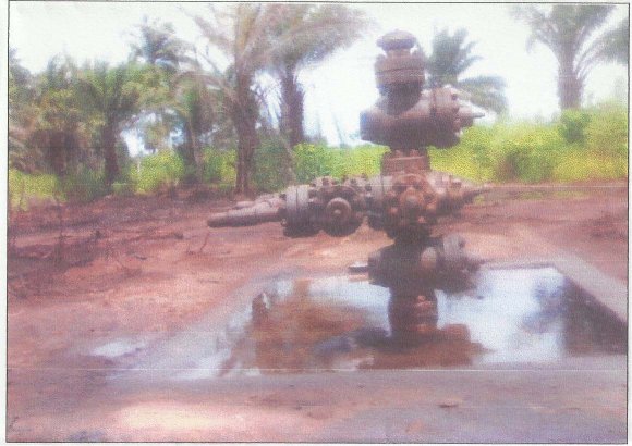 highly respected and conserved by the Oromo Nation since they are the most important and widely used plants in the Oromo culture. Most traditional rituals and meetings are held in the shade of Ficus vasta, Ficus sycomorus and Acacia tortilis trees. However, in the case of the Afar Nation such traditional rituals and meetings are held in any type of tree shade without the selection of species. This indicated that IK distribution can be influenced by socio-cultural factors among different Nations(Cotton, 1996).